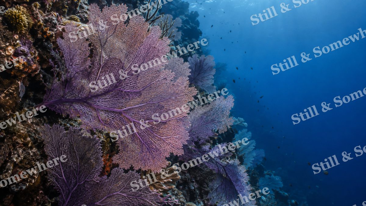 Purple Sea Fans, ocean artwork preview