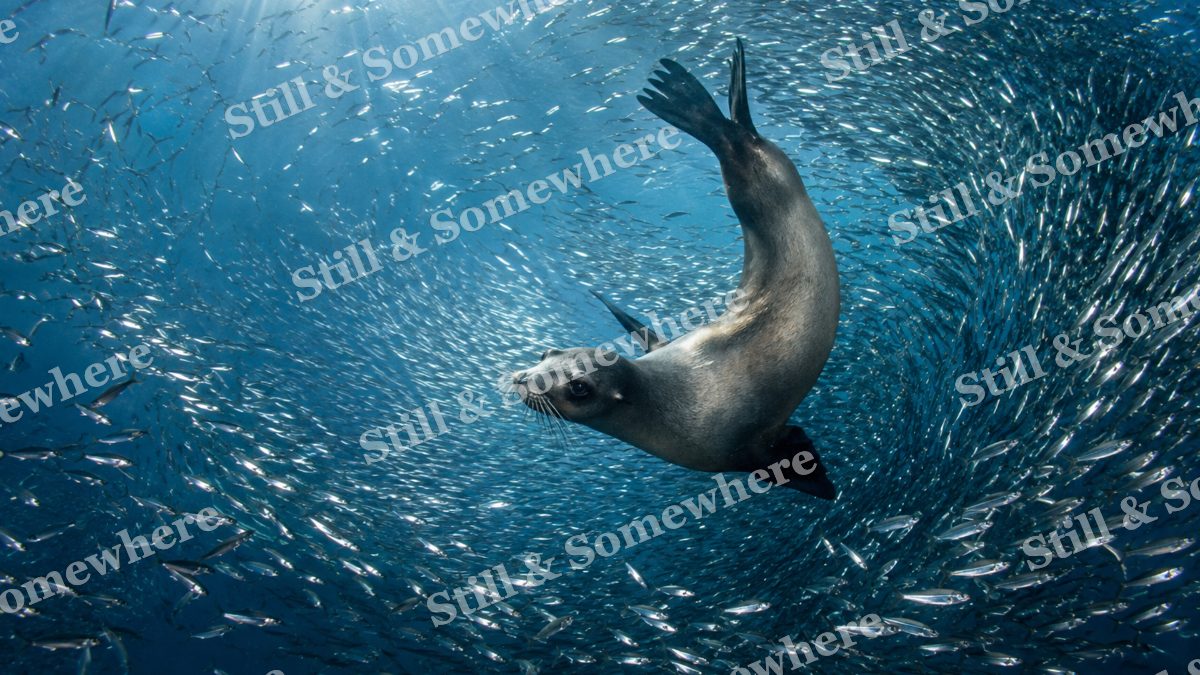 Sea Lion Silver Fish, ocean artwork preview