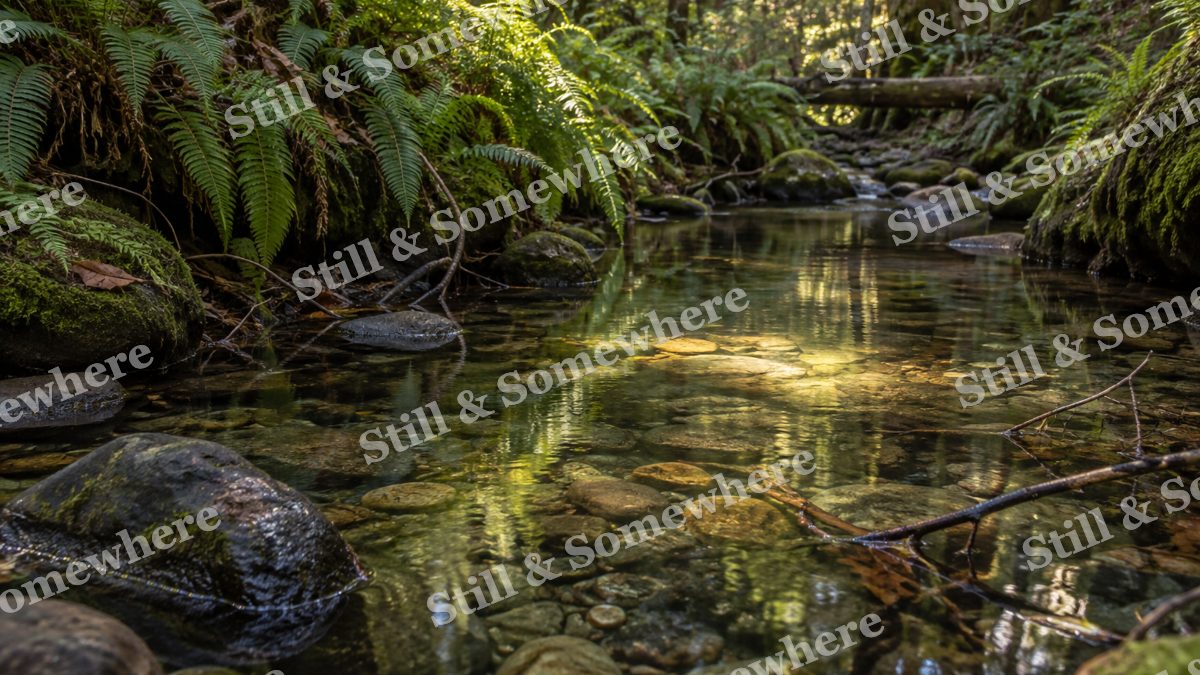 Landscapes Sunlit Ferns Along a Silent Forest Creek, peaceful landscapes artwork preview