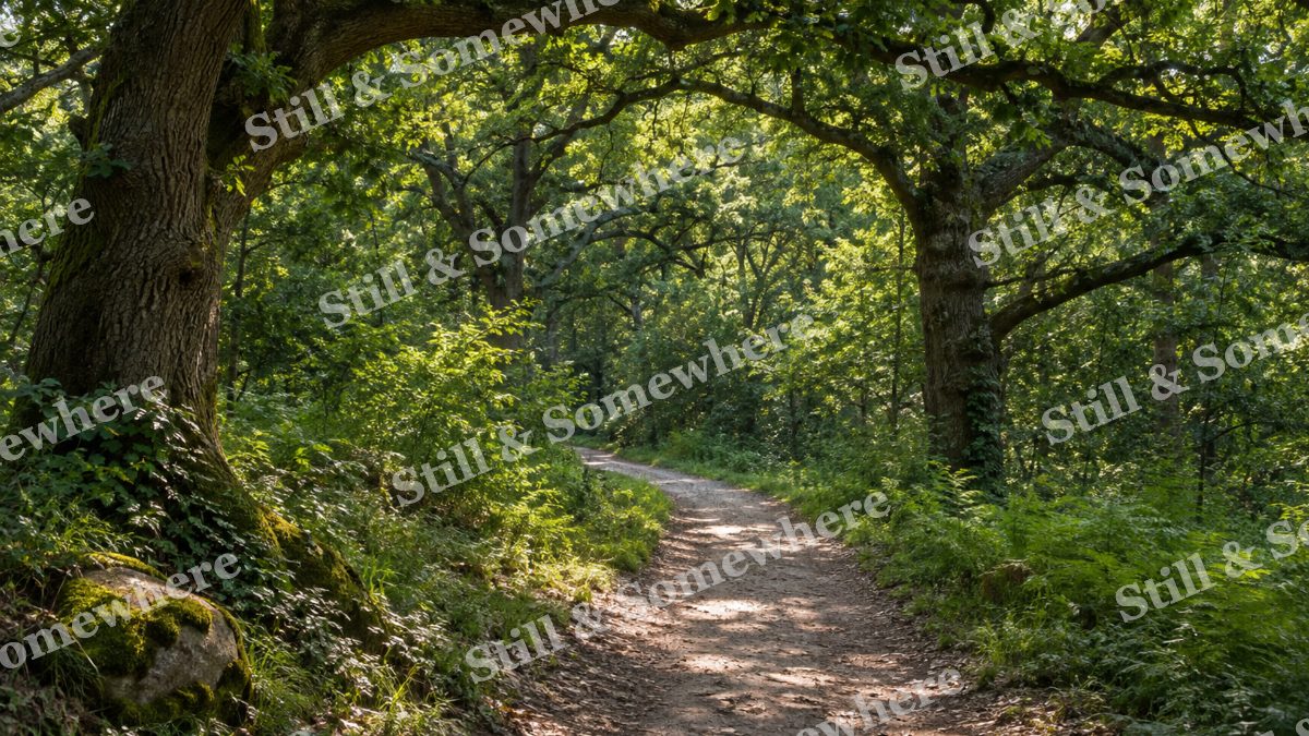 Green Canopy Over a Forest Path, scenery artwork preview