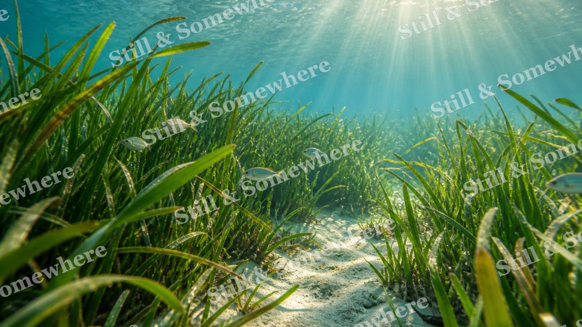 Sunlit Seagrass, ocean artwork preview