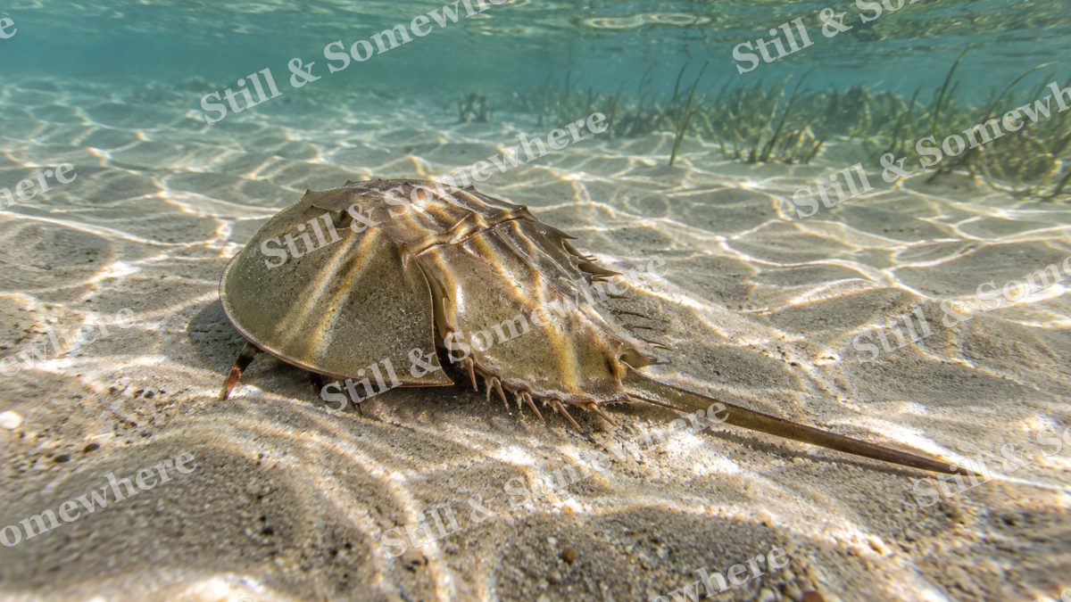 Horseshoe Crab Sand, ocean artwork preview