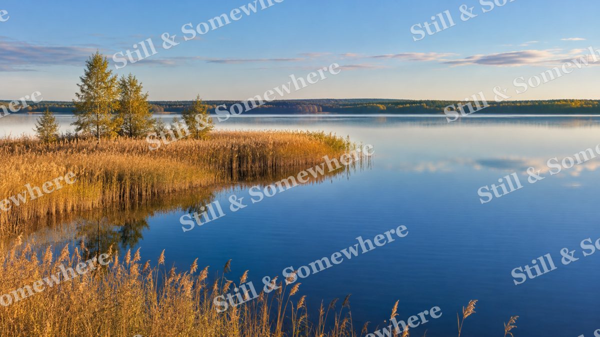 Landscapes Golden Reeds Reflected in a Blue Lake, peaceful landscapes artwork preview