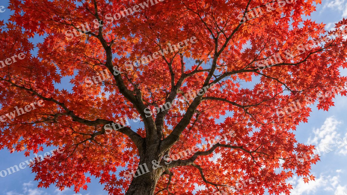 Maple Canopy Looking Up, fall artwork preview