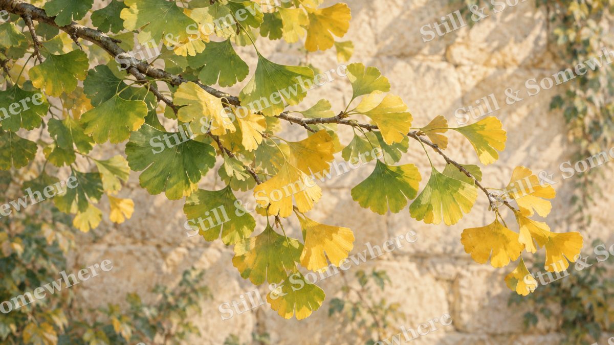 Ginkgo Leaves in First Gold, botanicals artwork preview