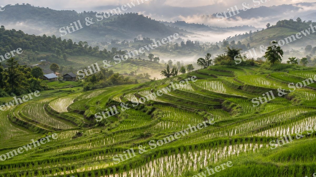 Emerald Rice Terraces in Summer, scenery artwork preview