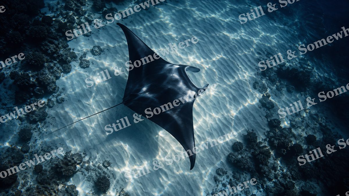 Moonlit Manta Ray Above White Sand, ocean artwork preview