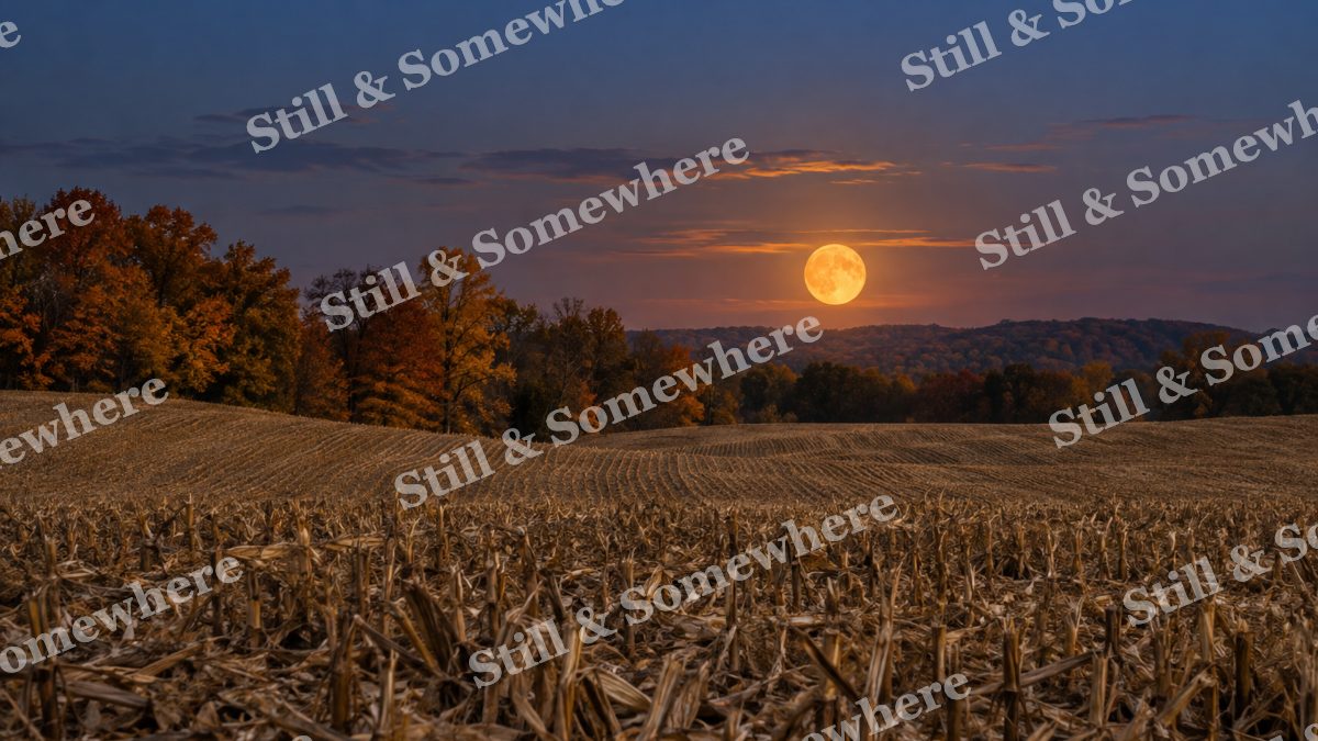 Harvest Moon over Cornfield, fall artwork preview
