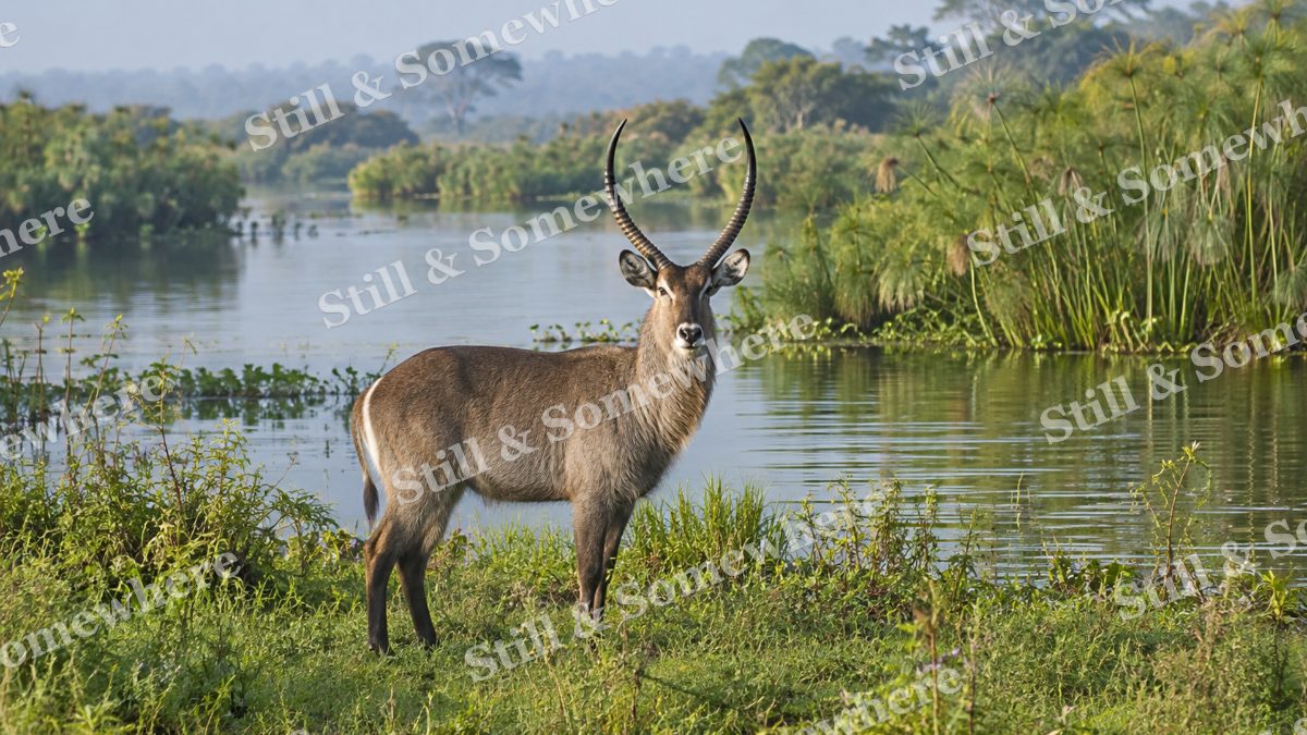 Waterbuck Papyrus Edge, wildlife artwork preview