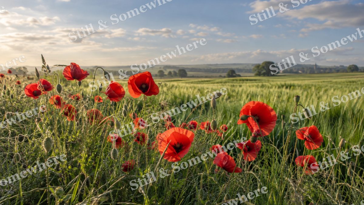 Spring Poppies Along a Field Edge, scenery artwork preview