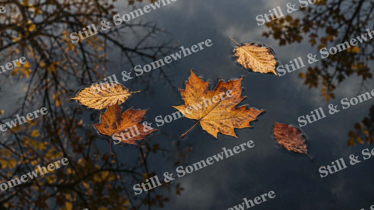 Amber Leaves on a Still Pond, fall artwork preview