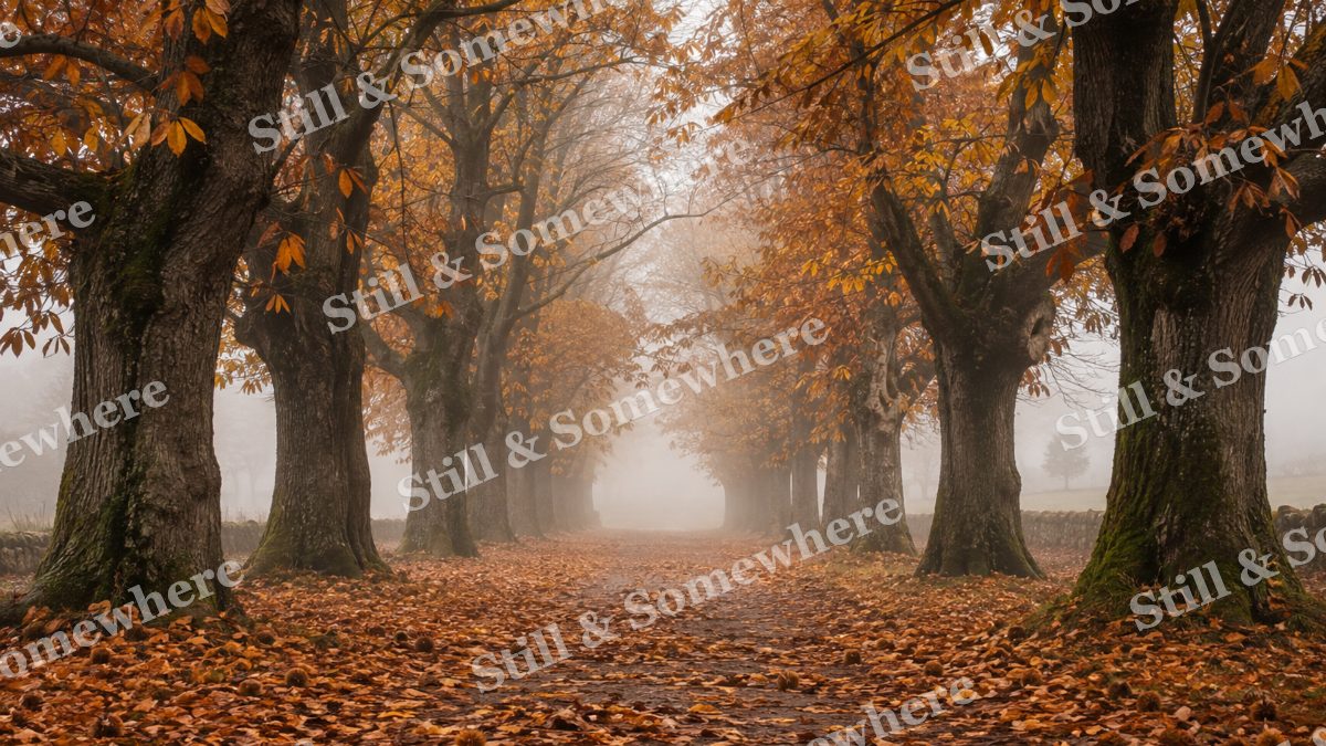 Chestnut Lane in Fog, fall artwork preview