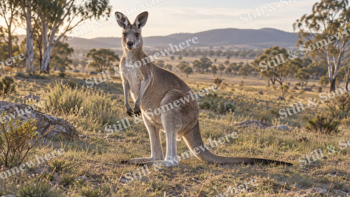 Kangaroo Outback Morning, wildlife artwork preview