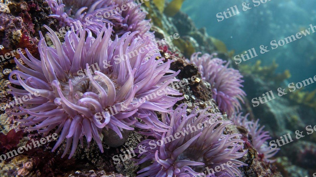 Lavender Sea Anemones, ocean artwork preview