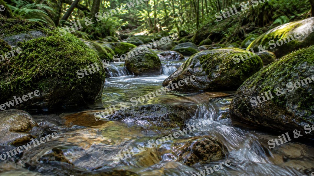 Moss Covered Stones in Forest Stream, scenery artwork preview