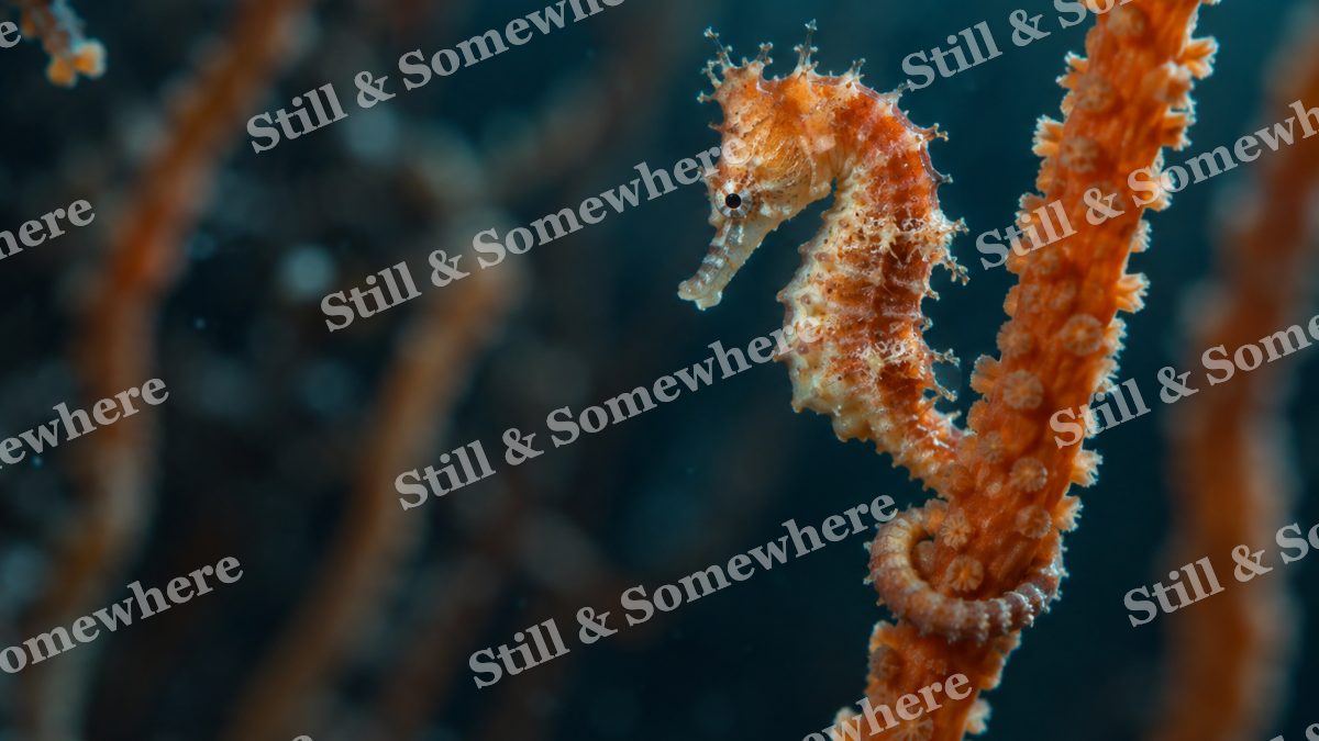 Seahorse Orange Sea Whip, ocean artwork preview