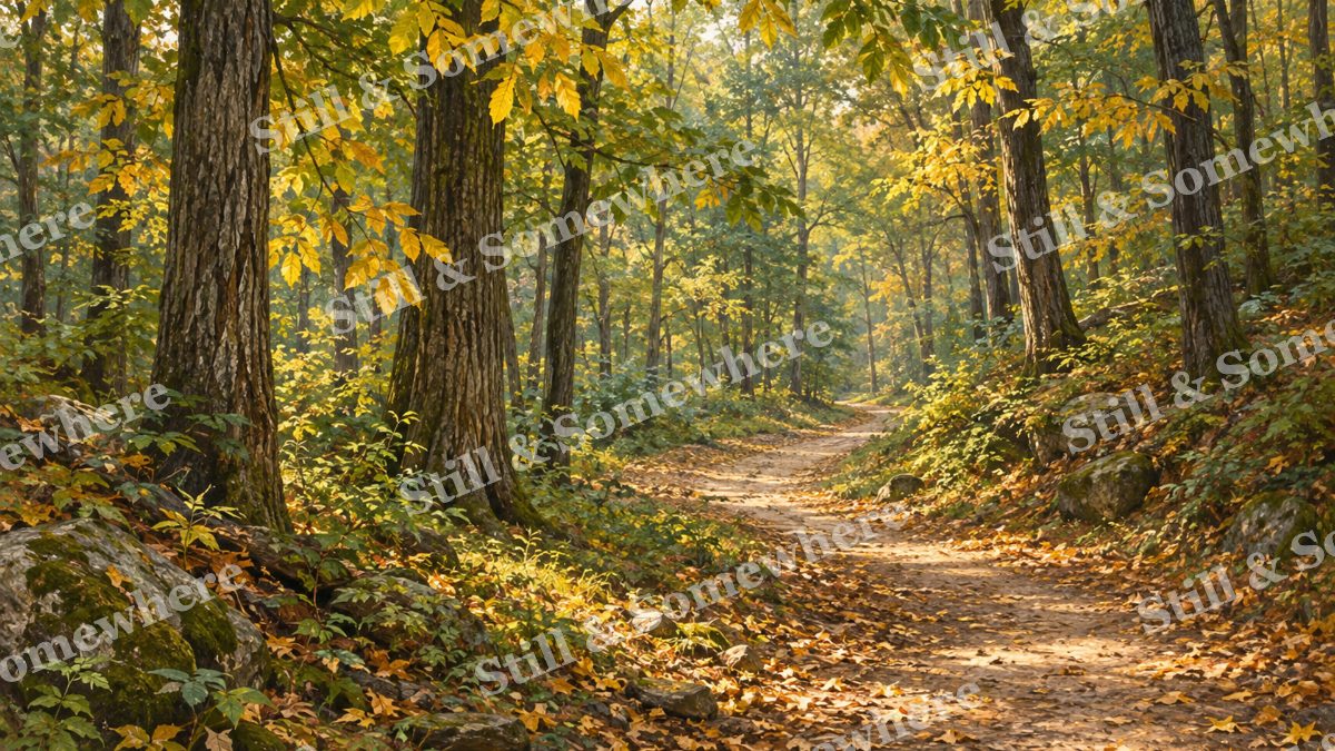 September Path beneath Hickories, forests artwork preview