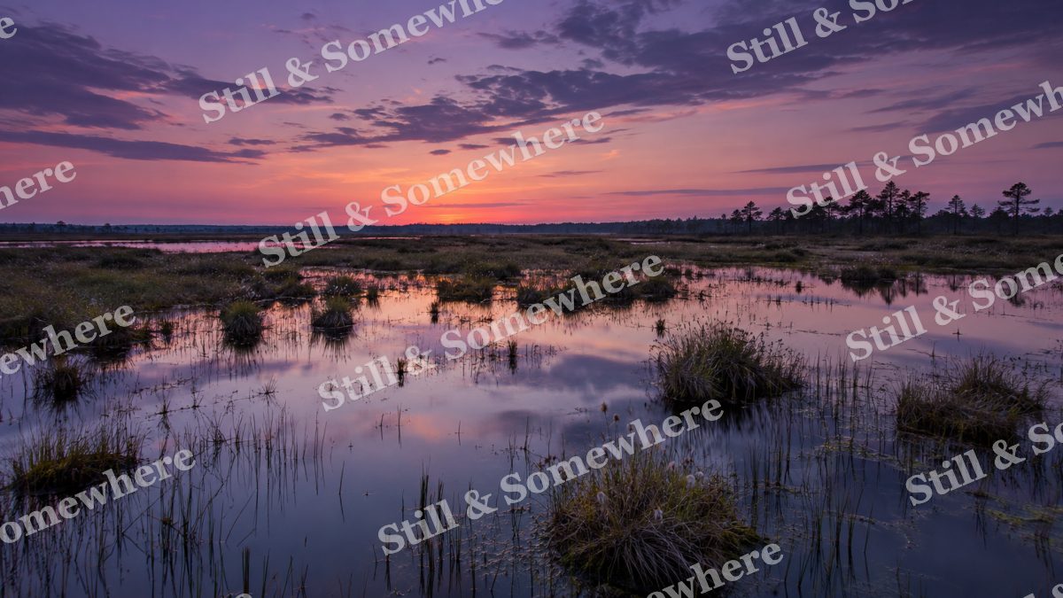 Landscapes Violet Twilight Over a Quiet Fen, peaceful landscapes artwork preview
