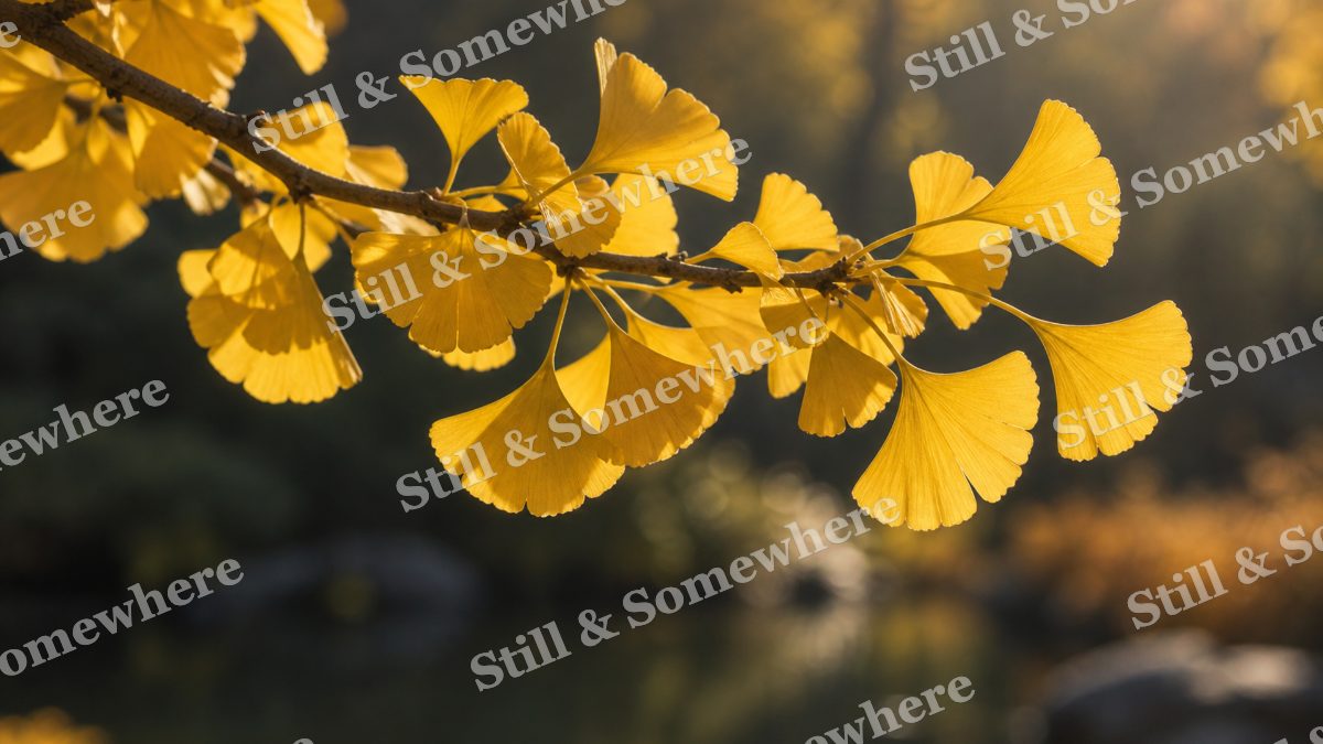 Ginkgo Leaves in Sunlight, fall artwork preview