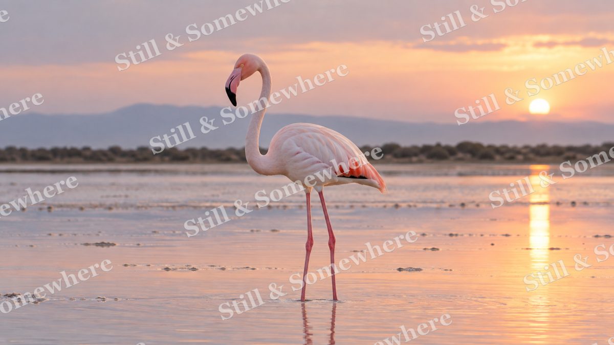 Flamingo Salt Lagoon, wildlife artwork preview