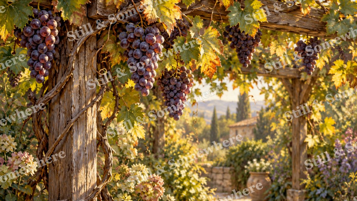 Wild Grapes over the Arbor, botanicals artwork preview
