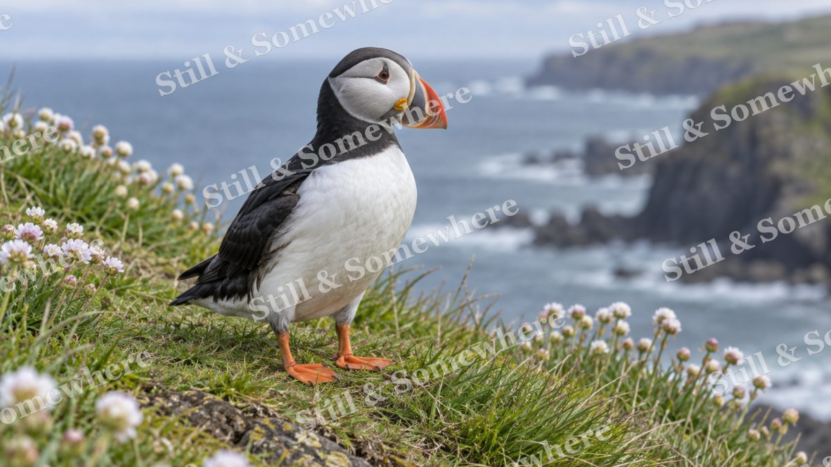 Puffin Grassy Cliff, wildlife artwork preview