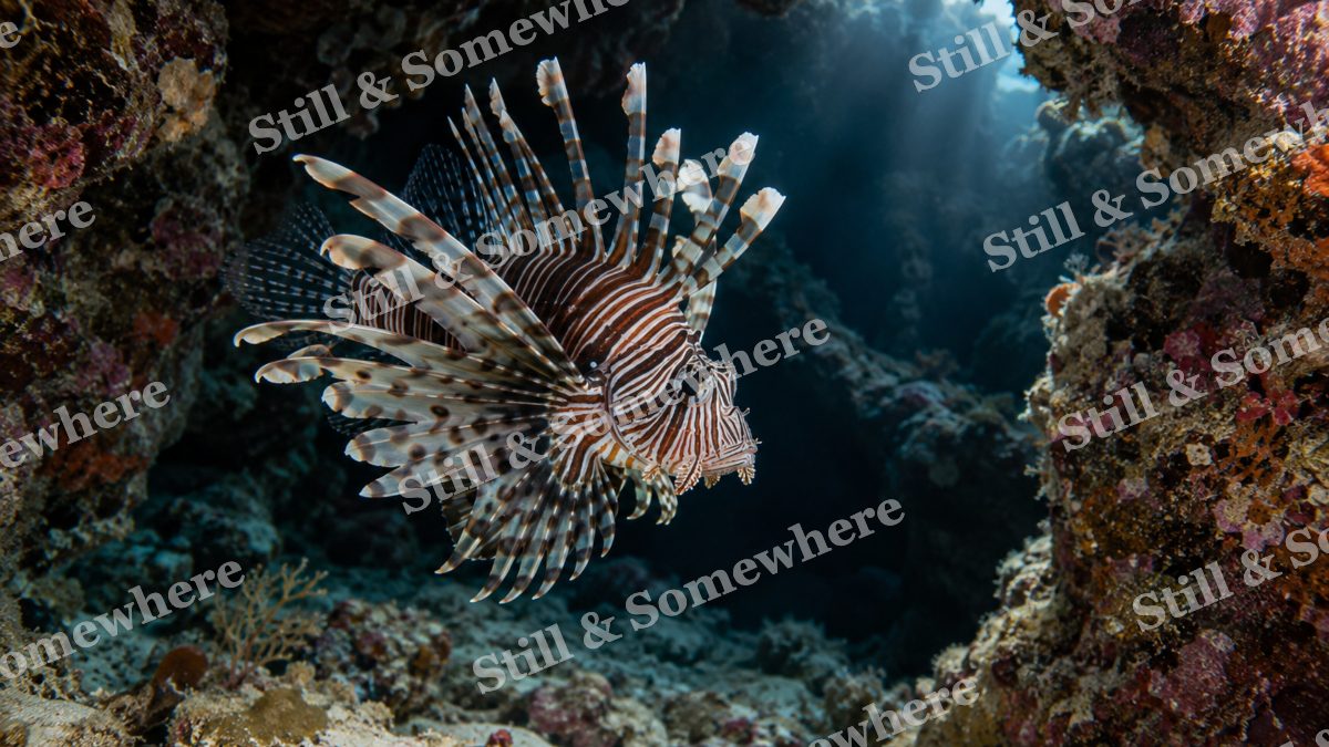 Lionfish Coral Grotto, ocean artwork preview