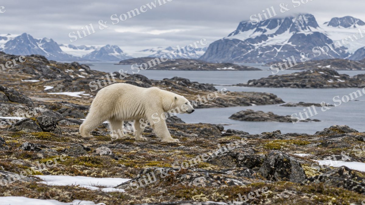 Polar Bear Tundra Summer, wildlife artwork preview