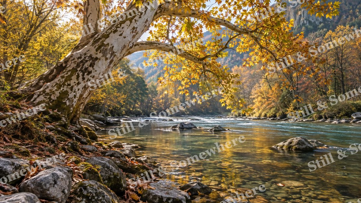 Autumn Sycamore Riverbank, fall artwork preview