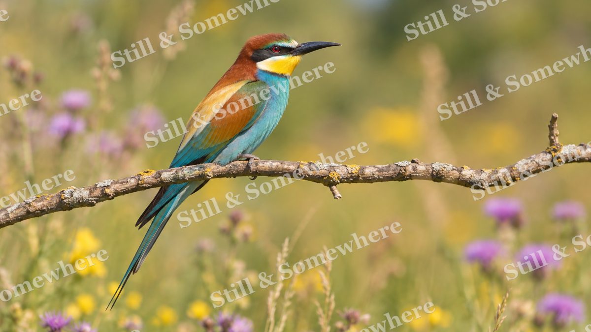 European Bee Eater Branch, wildlife artwork preview