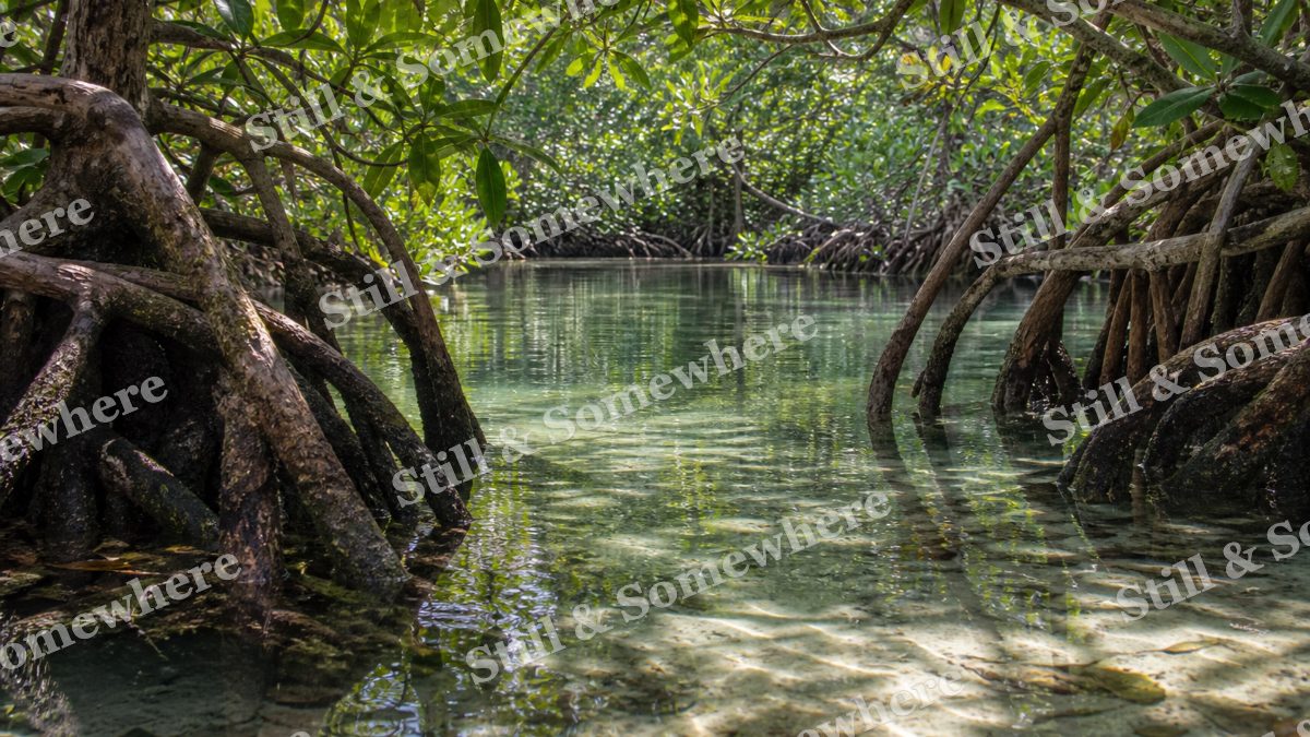 Mangrove Roots in Clear Shallow Water, scenery artwork preview