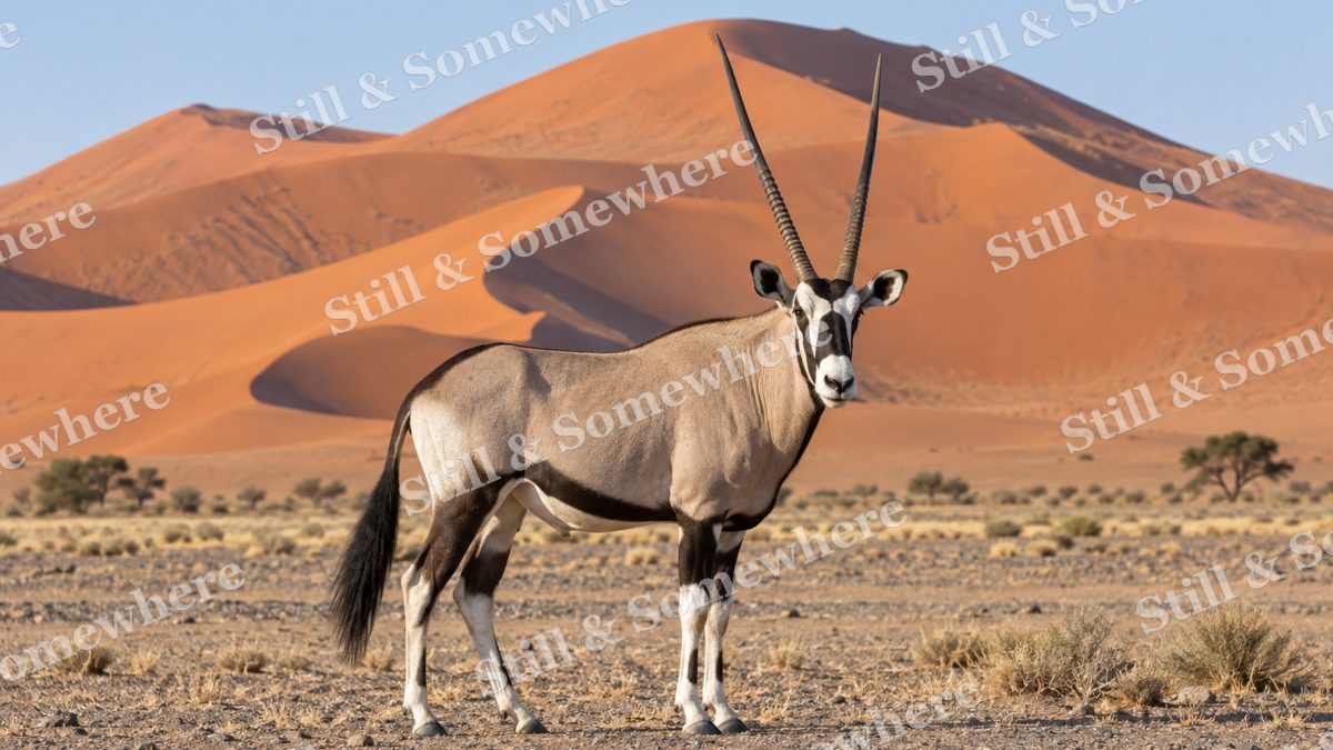 Gemsbok Desert Dunes, wildlife artwork preview