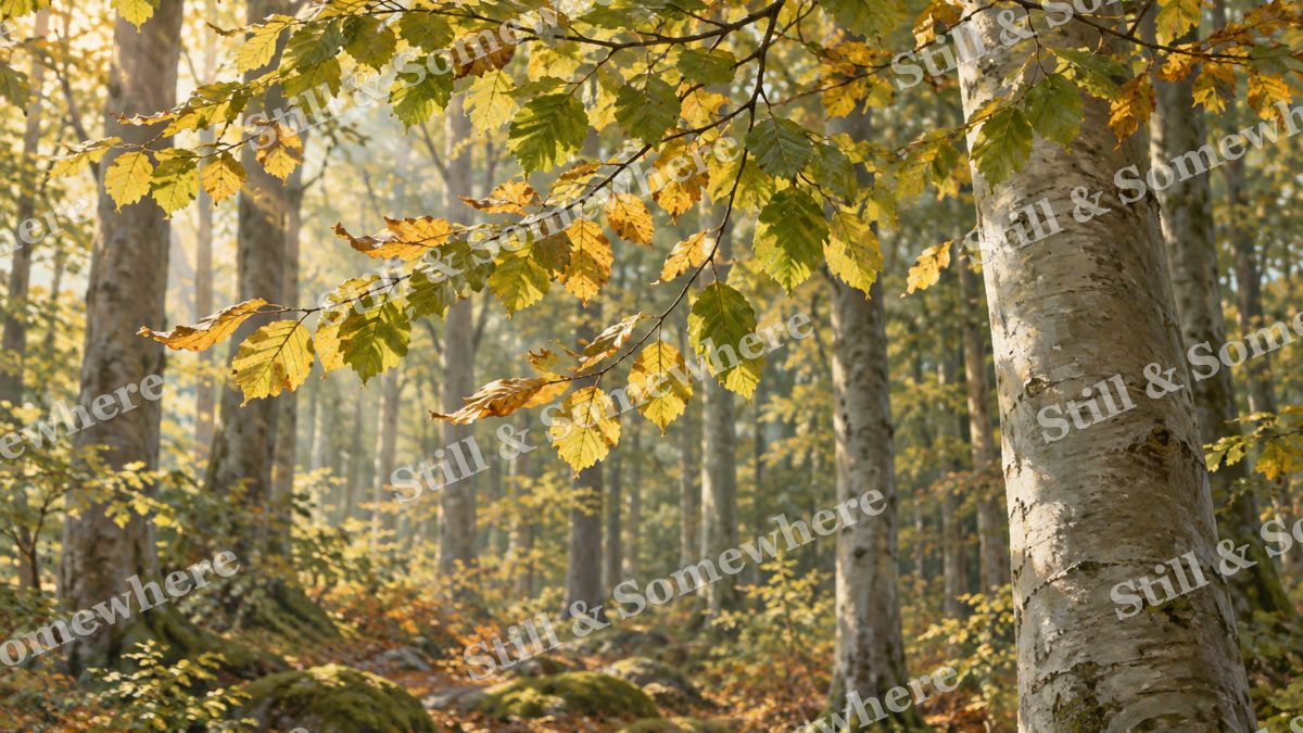 Beech Leaves in the Forest Wind, forests artwork preview