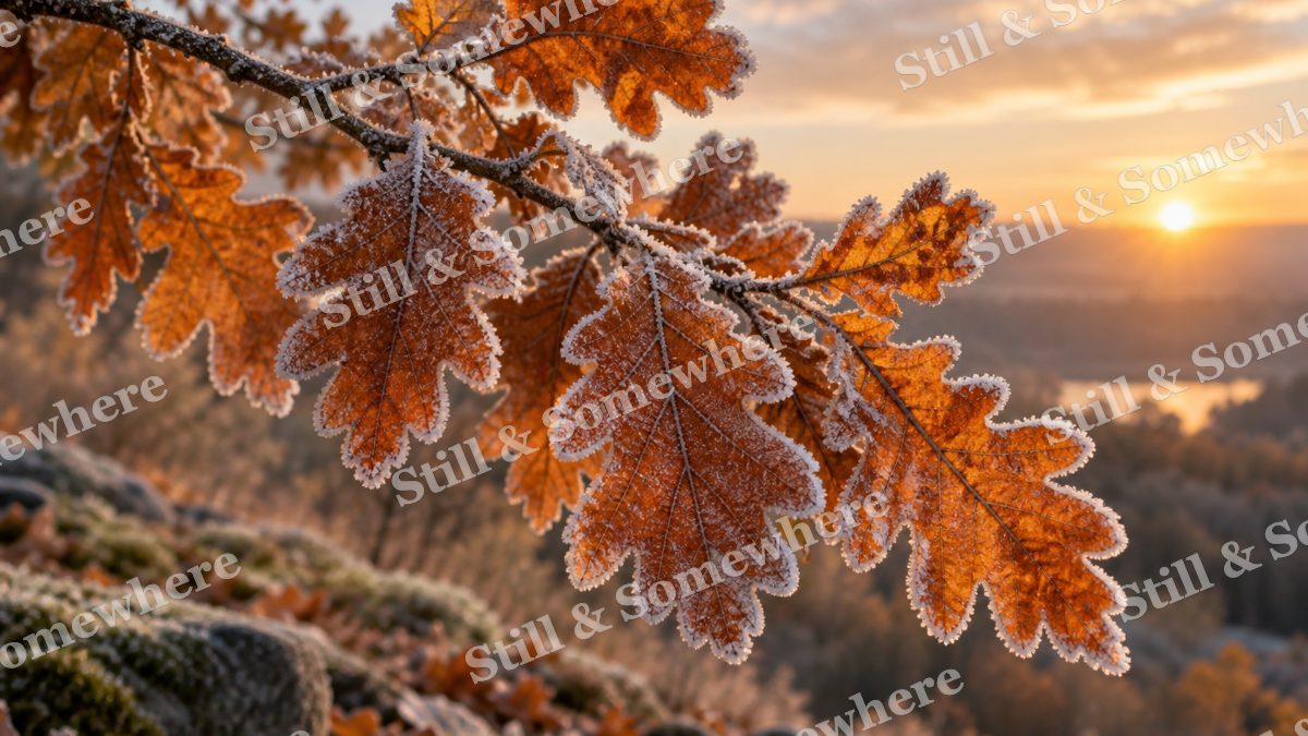 Frost on Last Oak Leaves, fall artwork preview
