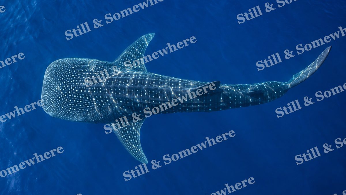Whale Shark Cobalt, ocean artwork preview