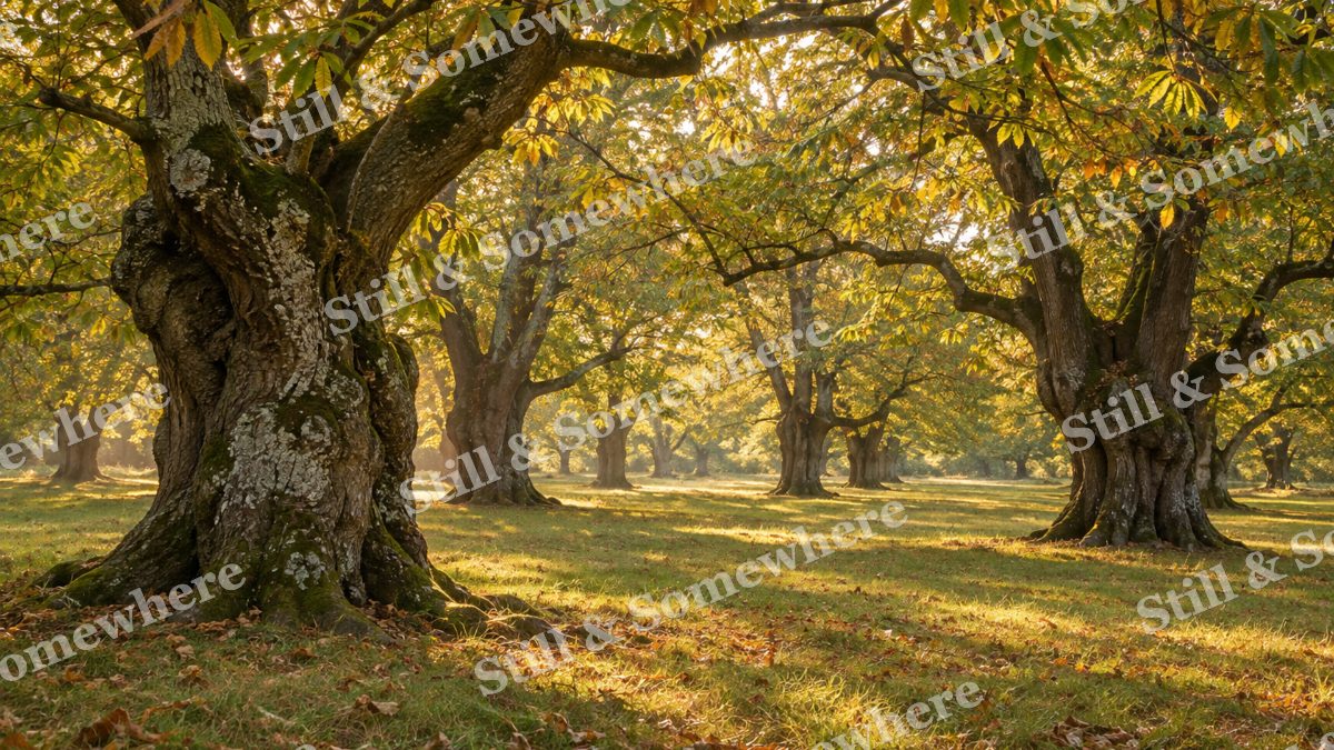 Landscapes Amber Light Through a Chestnut Grove, peaceful landscapes artwork preview
