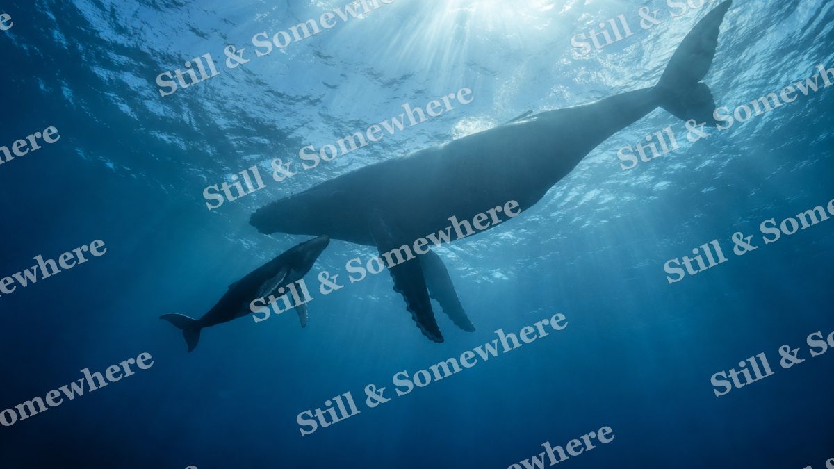 Humpback Mother and Calf, ocean artwork preview