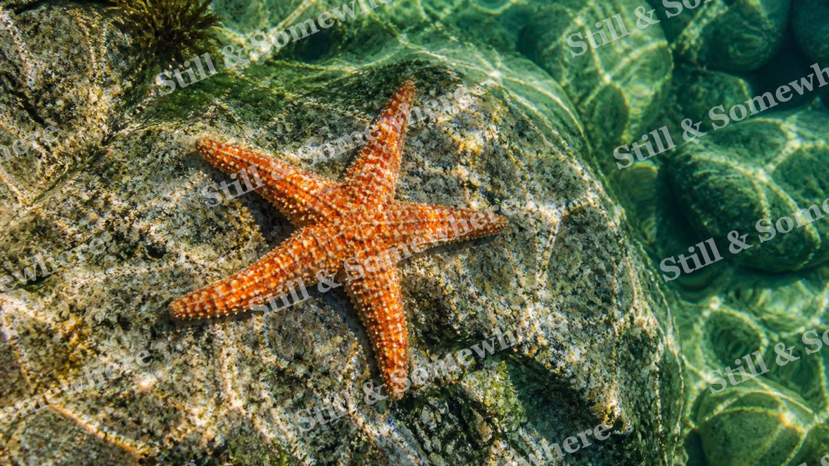 Orange Starfish Emerald, ocean artwork preview