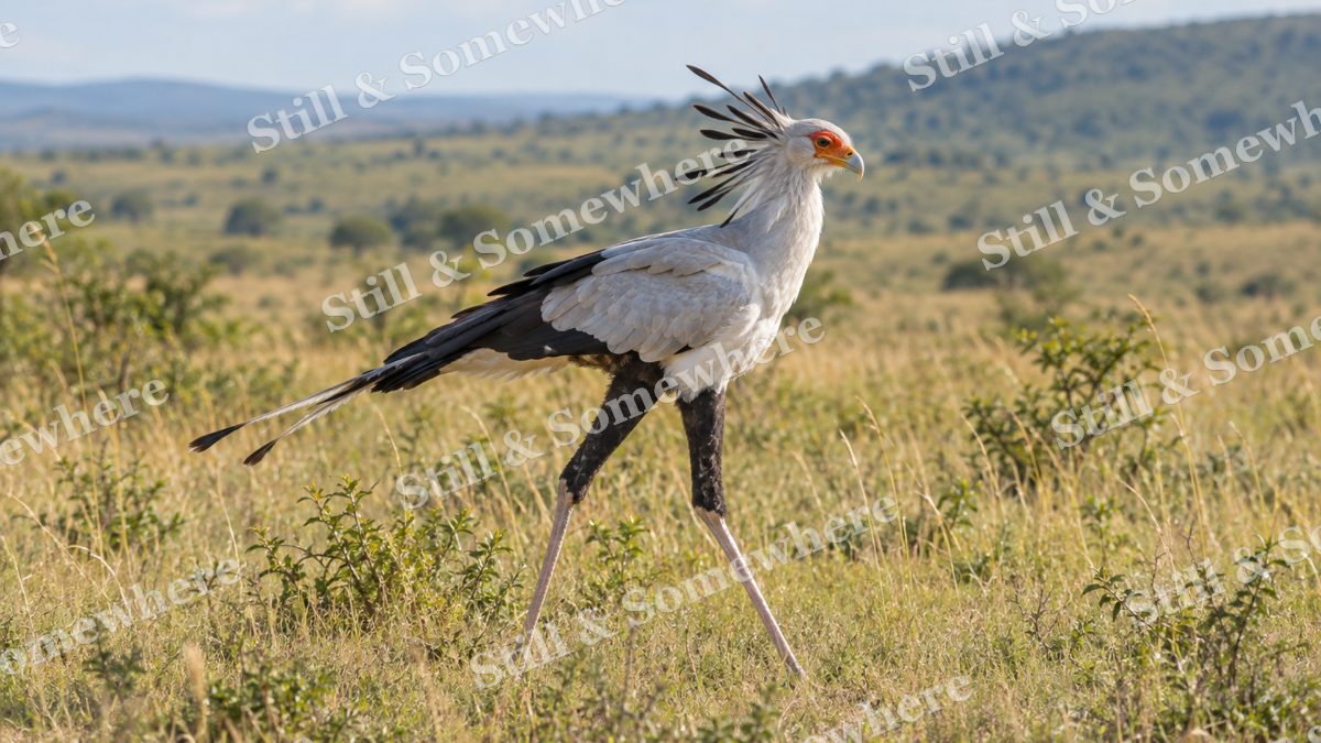 Secretary Bird Grassland, wildlife artwork preview
