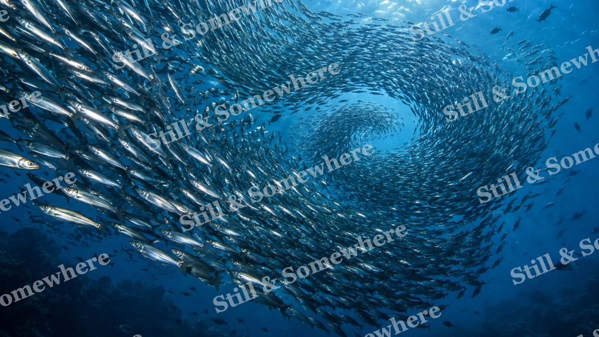 Silver Sardine Spiral, ocean artwork preview