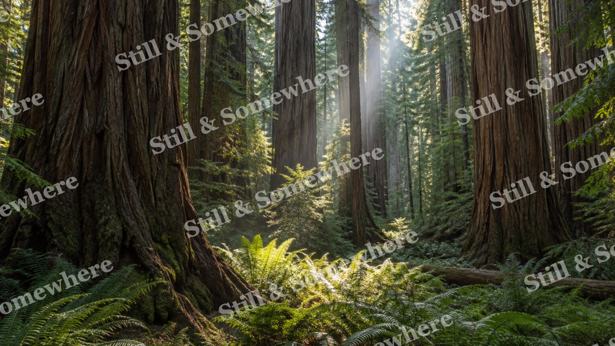 Redwood Grove with Sunlit Ferns, scenery artwork preview