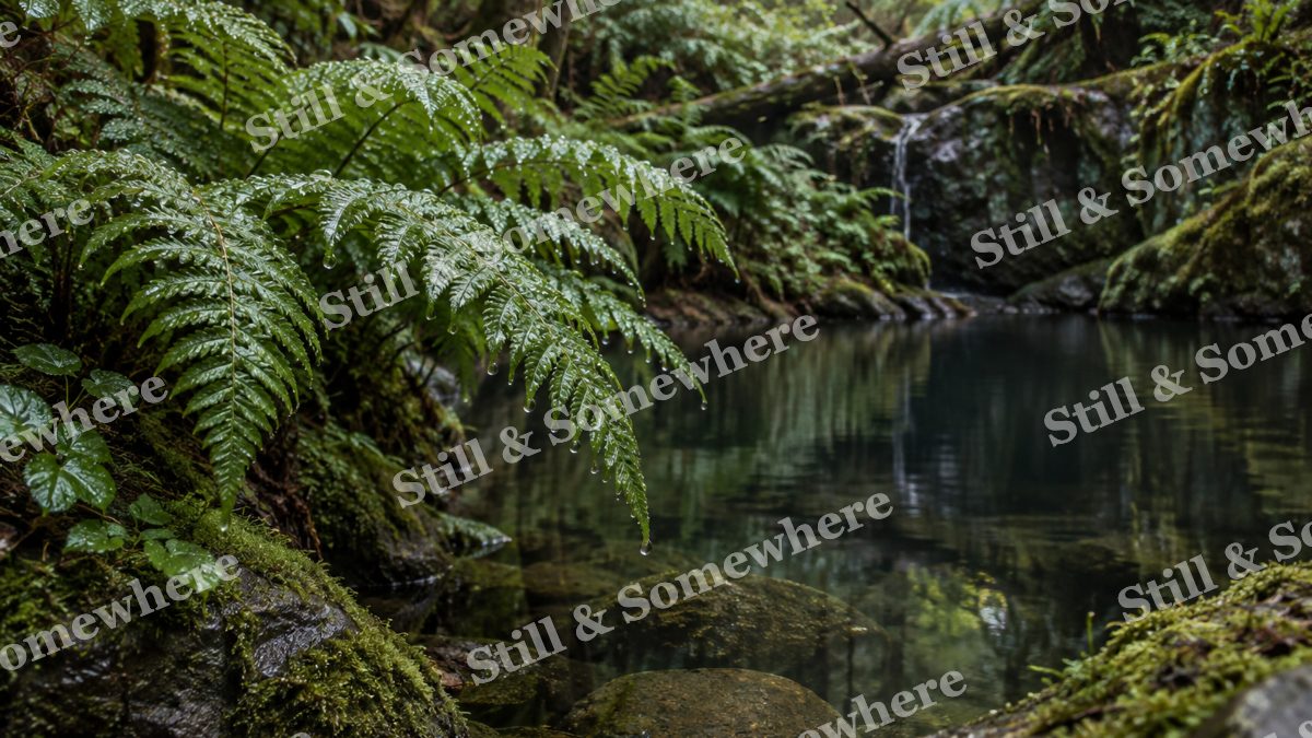 Landscapes Rain Drops on Ferns Beside a Forest Pool, peaceful landscapes artwork preview
