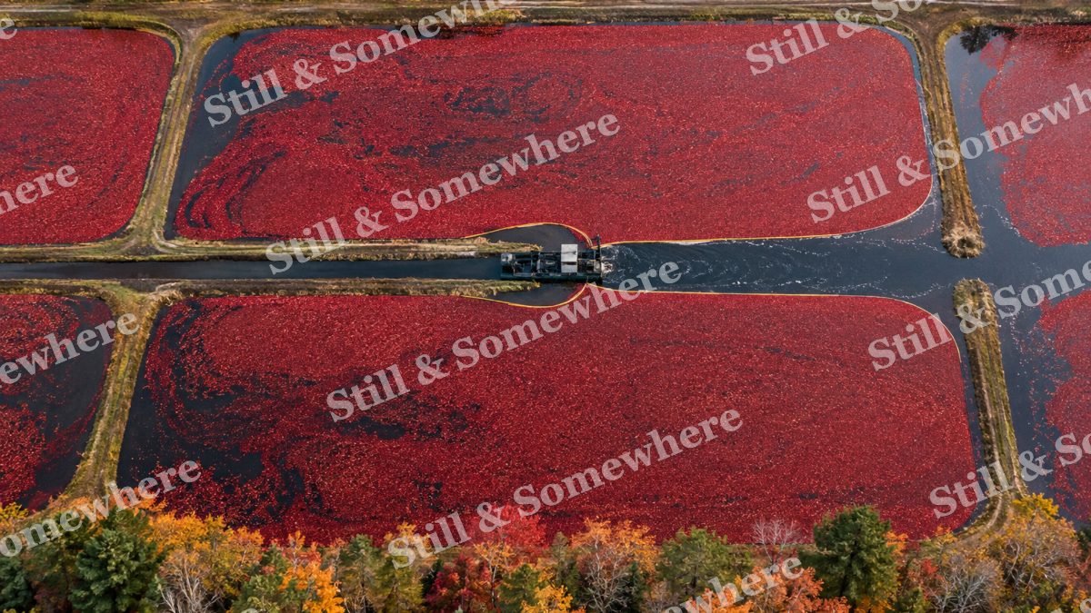 Cranberry Bog from Above, fall artwork preview