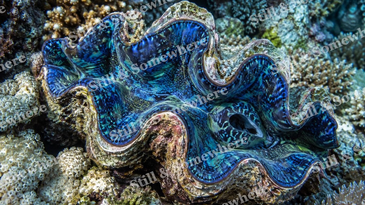 Giant Clam Iridescent, ocean artwork preview