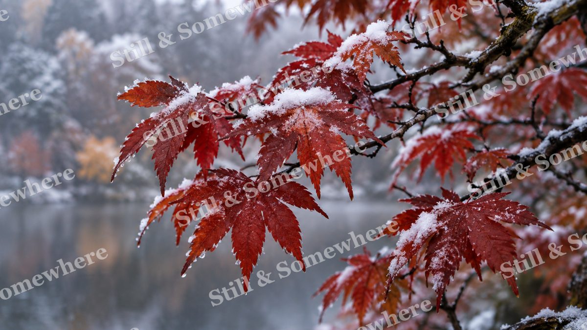 First Snow on Autumn Maples, fall artwork preview