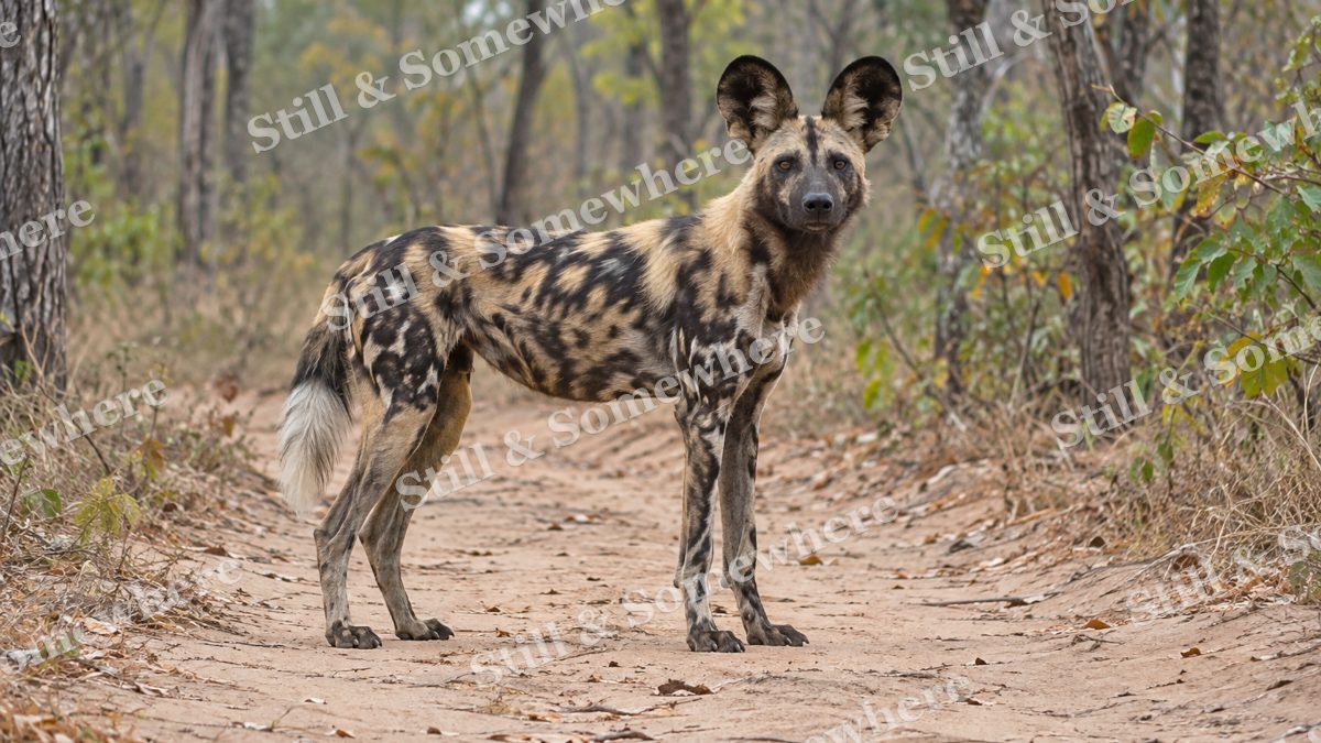 African Wild Dog Woodland, wildlife artwork preview