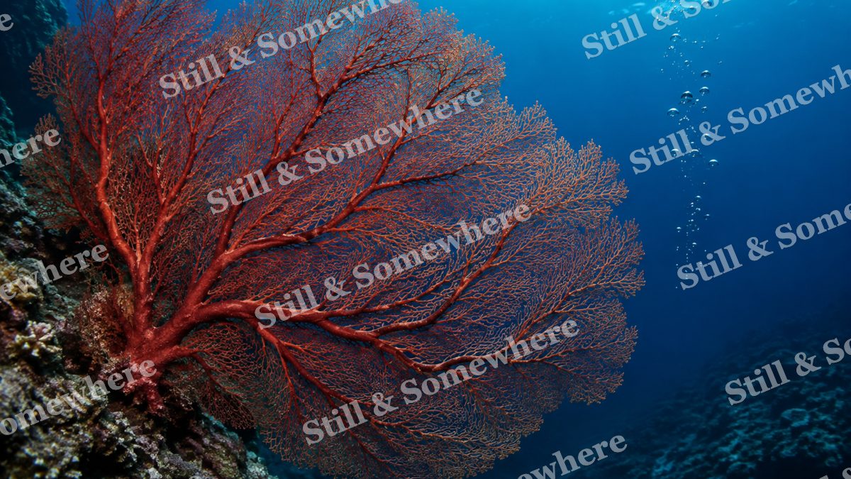 Red Gorgonian Blue, ocean artwork preview
