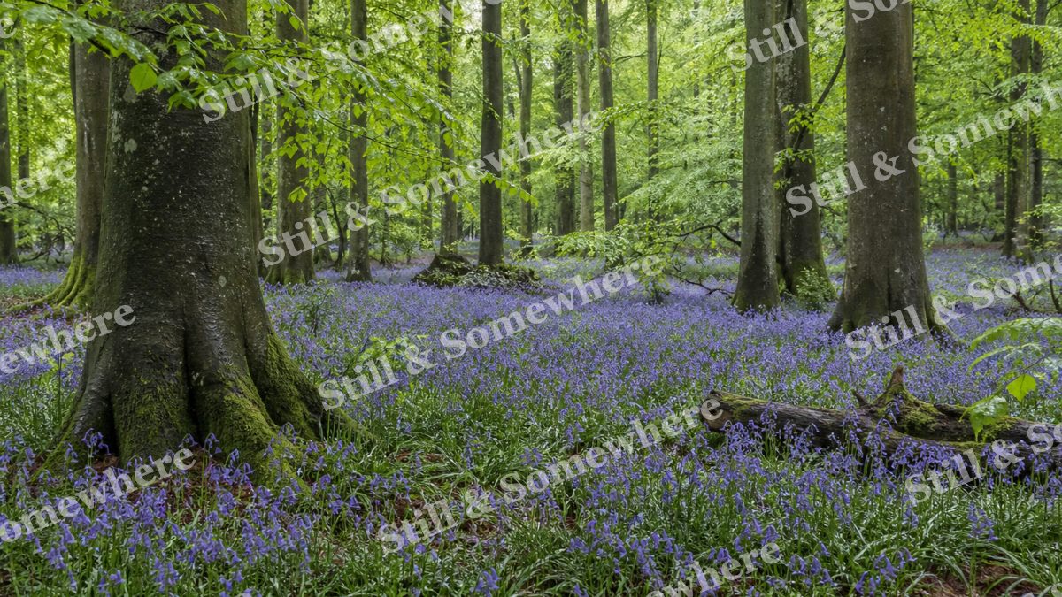 Bluebell Woodland in Soft Rain, scenery artwork preview