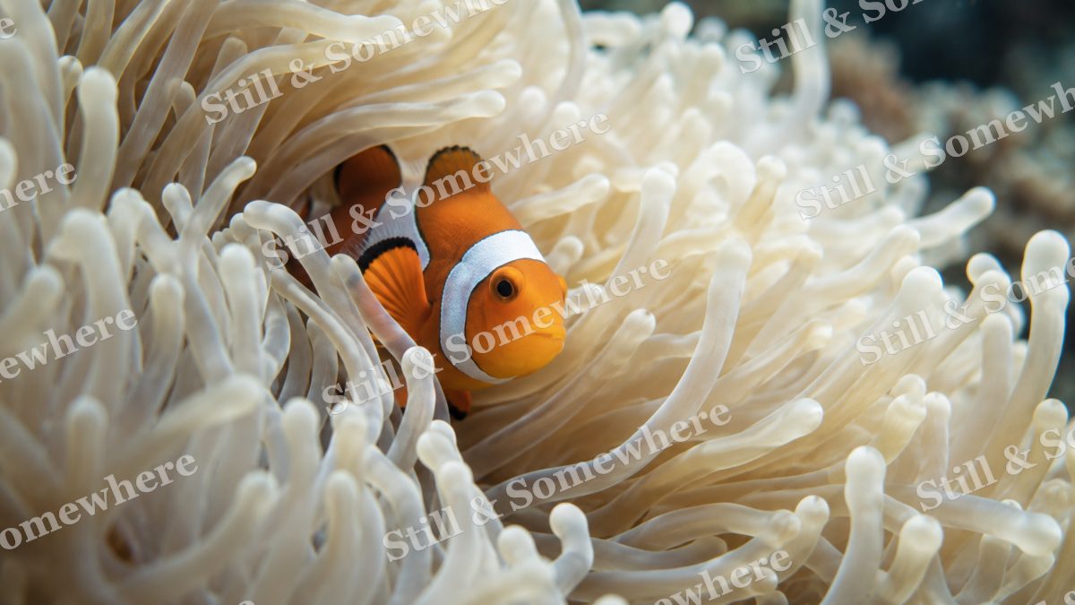 Clownfish White Anemone, ocean artwork preview