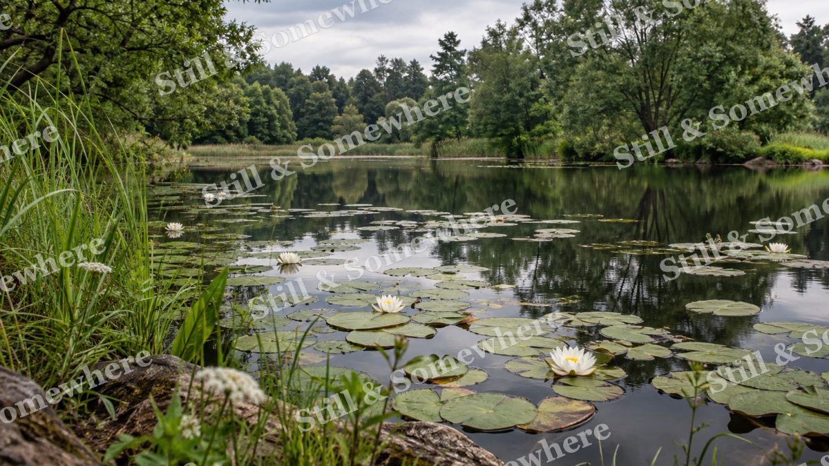 Summer Pond with Water Lilies, scenery artwork preview